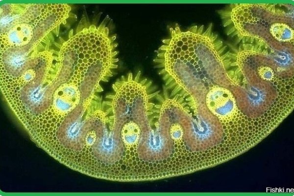 Кракен зеркало ссылка онлайн